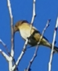 Fringilla montifringilla