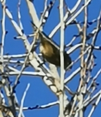 Fringilla montifringilla