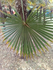 Trachycarpus fortunei