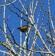 Fringilla montifringilla