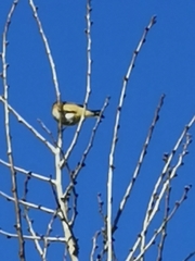 Fringilla montifringilla