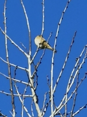 Fringilla montifringilla