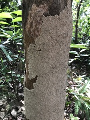 Odontotermes formosanus