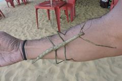 Cladomorphus phyllinus