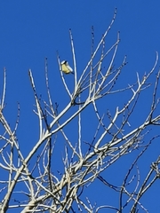 Fringilla montifringilla