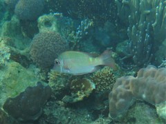 Lethrinus erythropterus