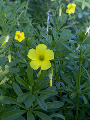 Oxalis pes-caprae