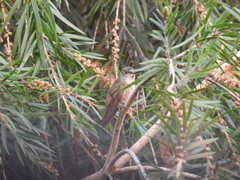 Saucerottia cyanocephala image
