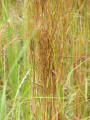 Schizachyrium condensatum