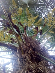 Trachycarpus fortunei