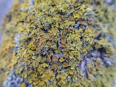 Xanthoria parietina