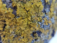 Xanthoria parietina