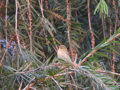 Leiothlypis peregrina