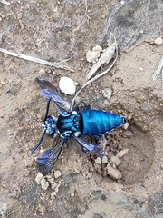 Thalestria spinosa