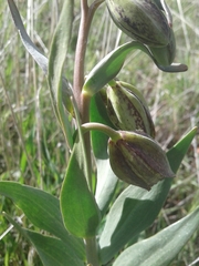 Fritillaria