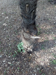 Trachycarpus fortunei