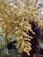 Trachycarpus fortunei