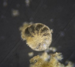 Elphidiidae