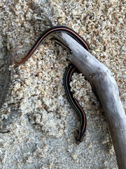 Oligodon octolineatus