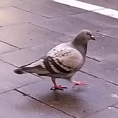 Columba livia domestica