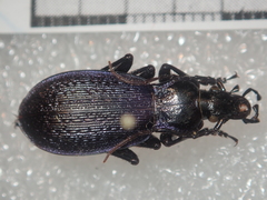 Carabus macrogonus schweigerinae