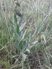 Fritillaria