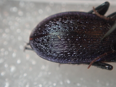 Carabus macrogonus schweigerinae