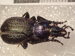 Carabus macrogonus schweigerinae