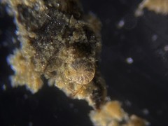 Elphidiidae