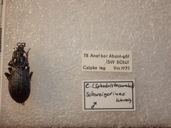 Carabus macrogonus schweigerinae