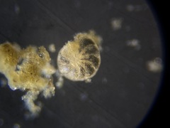Elphidiidae