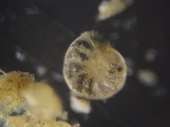 Elphidiidae