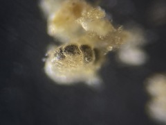 Elphidiidae