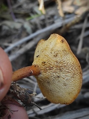 Lentinus arcularius