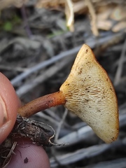 Lentinus arcularius