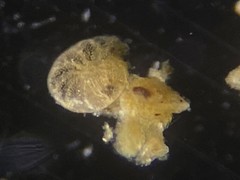 Elphidiidae