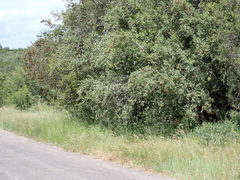 Combretum hereroense