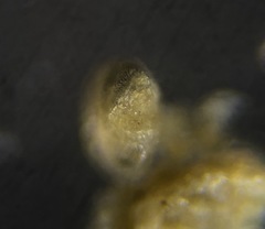 Elphidiidae