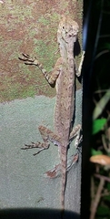 Draco maculatus