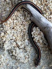 Oligodon octolineatus