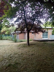 Fagus sylvatica