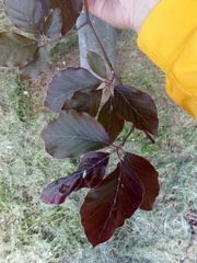 Fagus sylvatica