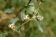 Cynanchum montevidense