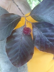 Fagus sylvatica