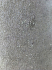 Fagus sylvatica