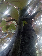 Fagus sylvatica