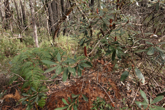Banksia saxicola