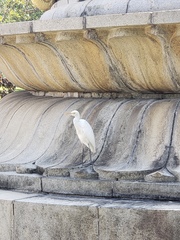 Bubulcus ibis