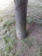 Fagus sylvatica