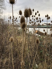 Dipsacus fullonum